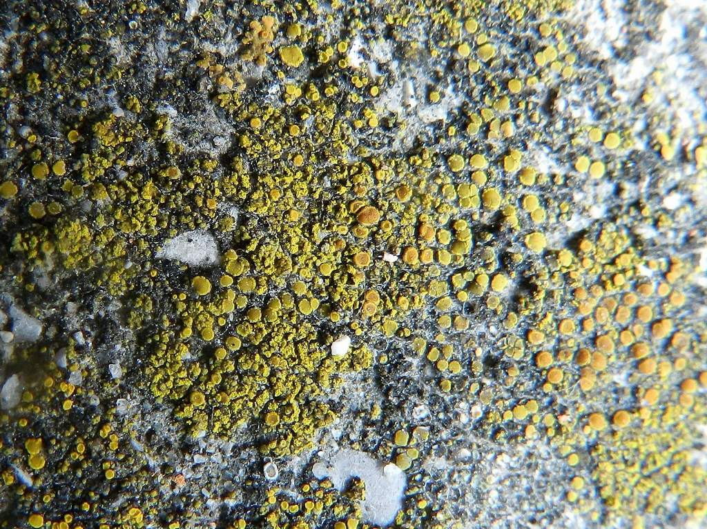 Caloplaca citrina ?